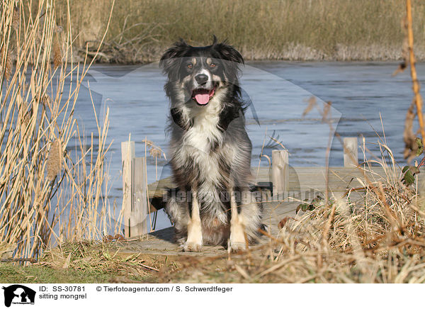 sitzender Border-Collie-Mix / sitting mongrel / SS-30781