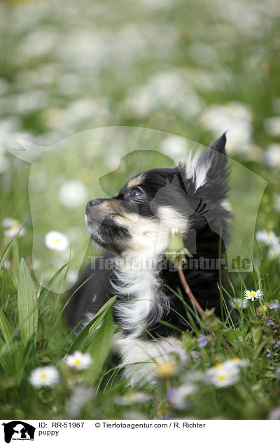 Chihuahua-Papillon-Mix Welpe / puppy / RR-51967