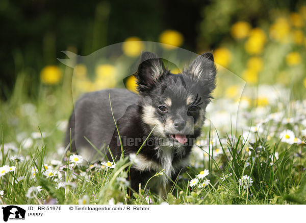 Chihuahua-Papillon-Mix Welpe / puppy / RR-51976