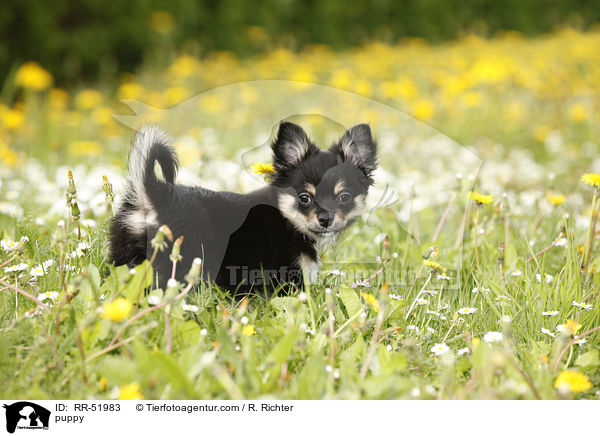 Chihuahua-Papillon-Mix Welpe / puppy / RR-51983
