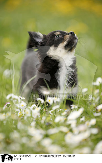 Chihuahua-Papillon-Mix Welpe / puppy / RR-51996