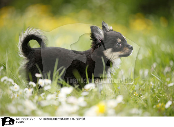 Chihuahua-Papillon-Mix Welpe / puppy / RR-51997