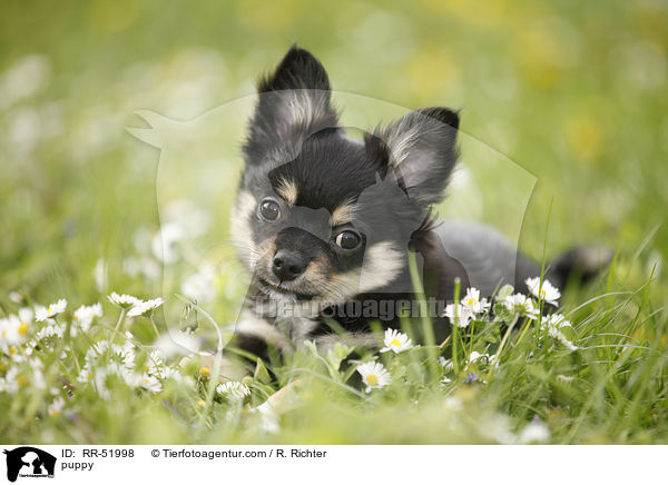 Chihuahua-Papillon-Mix Welpe / puppy / RR-51998