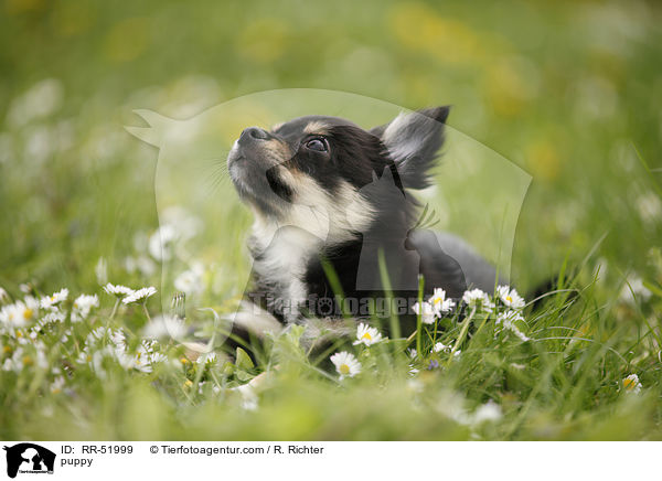 Chihuahua-Papillon-Mix Welpe / puppy / RR-51999