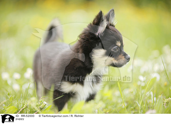 Chihuahua-Papillon-Mix Welpe / puppy / RR-52000