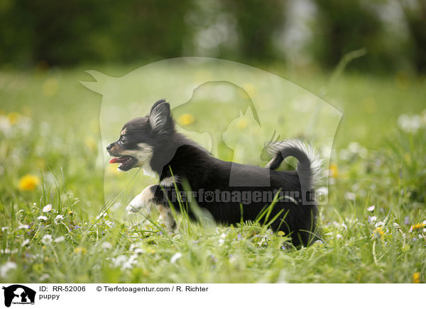 Chihuahua-Papillon-Mix Welpe / puppy / RR-52006