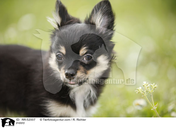 Chihuahua-Papillon-Mix Welpe / puppy / RR-52007