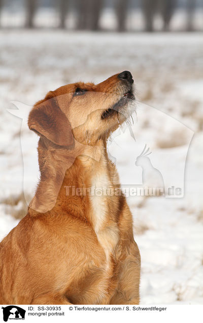 Golden-Retriever-Terrier-Mix Portrait / mongrel portrait / SS-30935