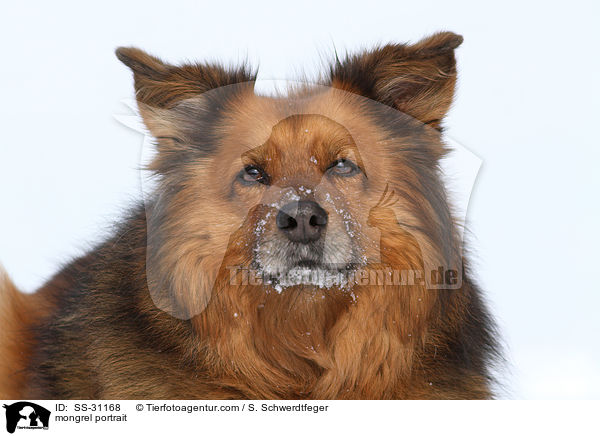 Spitz-Mix Portrait / mongrel portrait / SS-31168