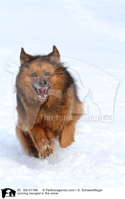 rennender Spitz-Mix im Schnee / running mongrel in the snow / SS-31188