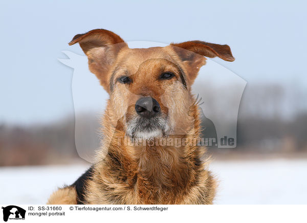 Airedale-Schferhund-Mix Portrait / mongrel portrait / SS-31660