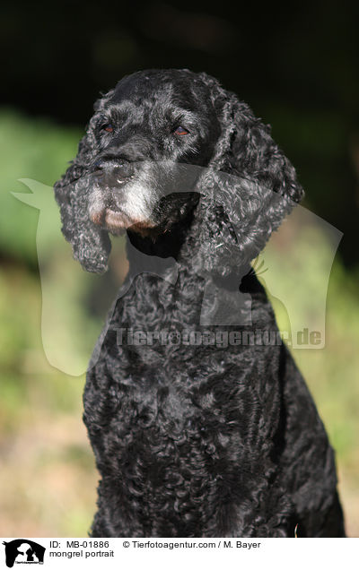 Cocker-Spaniel-Mix Portrait / mongrel portrait / MB-01886