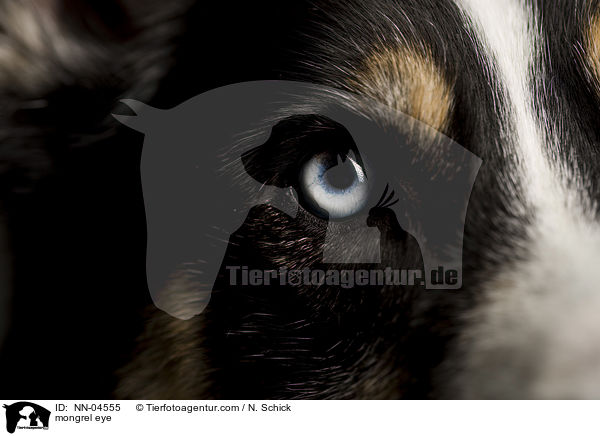 Husky-Mix Auge / mongrel eye / NN-04555