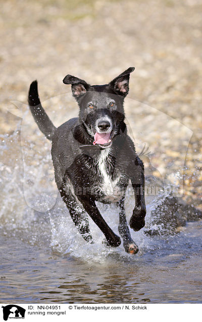 rennender Schferhund-Labrador-Mix / running mongrel / NN-04951