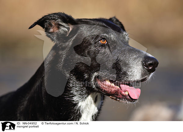 Schferhund-Labrador-Mix Portrait / mongrel portrait / NN-04952