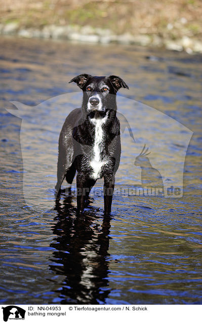 badender Schferhund-Labrador-Mix / bathing mongrel / NN-04953