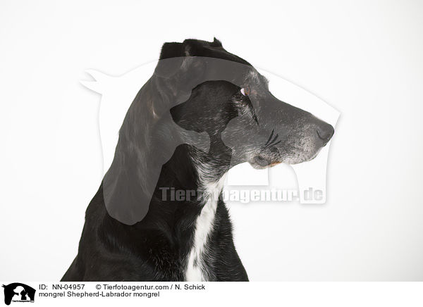 Schferhund-Labrador-Mix Portrait / mongrel Shepherd-Labrador mongrel / NN-04957