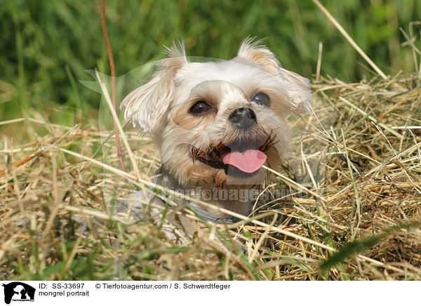 Yorkshire-Terrier-Mix Portrait / mongrel portrait / SS-33697