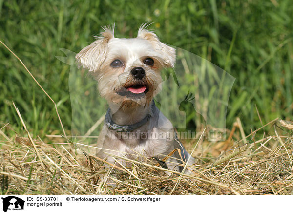 Yorkshire-Terrier-Mix Portrait / mongrel portrait / SS-33701