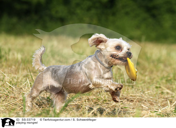 spielender Yorkshire-Terrier-Mix / playing mongrel / SS-33719