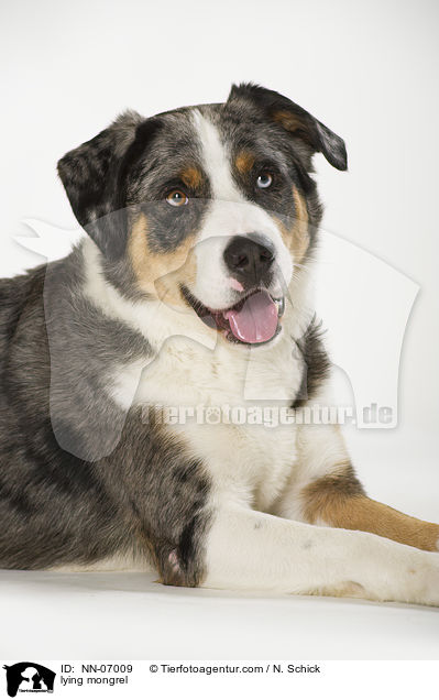 liegender Aussie-Appenzeller-Mix / lying mongrel / NN-07009