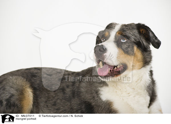 Aussie-Appenzeller-Mix Portrait / mongrel portrait / NN-07011