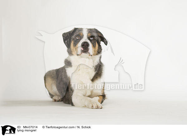 liegender Aussie-Appenzeller-Mix / lying mongrel / NN-07014