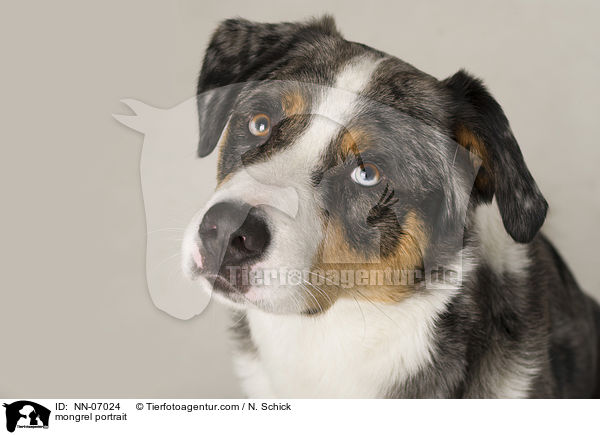 Aussie-Appenzeller-Mix Portrait / mongrel portrait / NN-07024