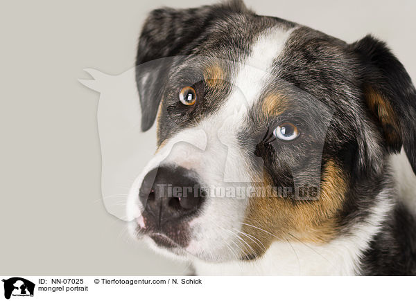 Aussie-Appenzeller-Mix Portrait / mongrel portrait / NN-07025