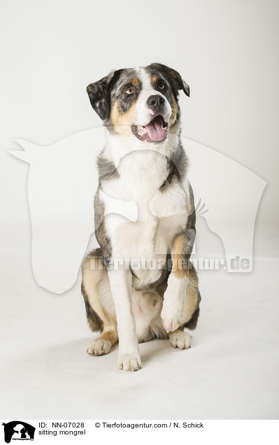 sitzender Aussie-Appenzeller-Mix / sitting mongrel / NN-07028