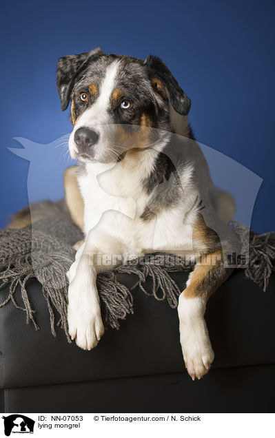 liegender Aussie-Appenzeller-Mix / lying mongrel / NN-07053