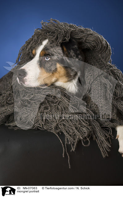 Aussie-Appenzeller-Mix Portrait / mongrel portrait / NN-07063