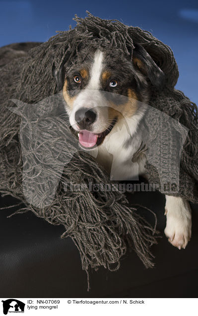 liegender Aussie-Appenzeller-Mix / lying mongrel / NN-07069