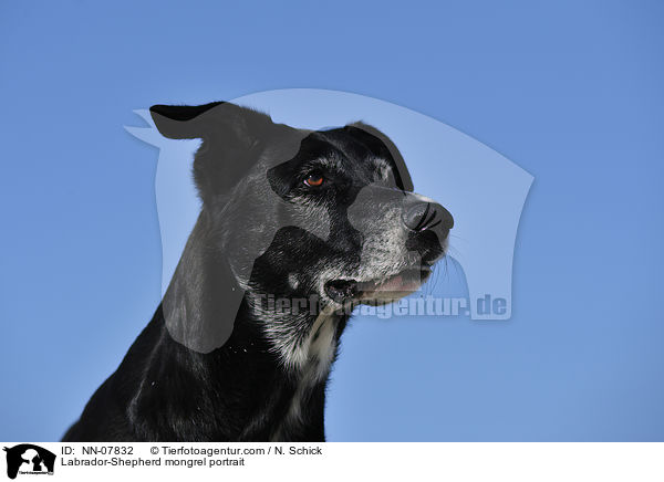 Labrador-Schferhund-Mix Portrait / Labrador-Shepherd mongrel portrait / NN-07832