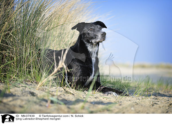 liegender Labrador-Schferhund-Mix / lying Labrador-Shepherd mongrel / NN-07839
