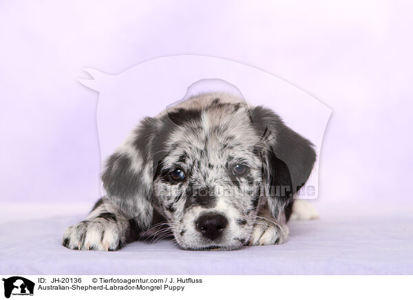Australian-Shepherd-Labrador-Mongrel Puppy / JH-20136