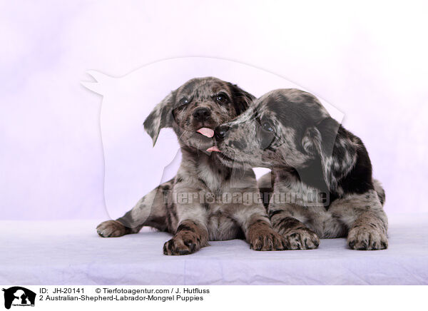 2 Australian-Shepherd-Labrador-Mongrel Puppies / JH-20141