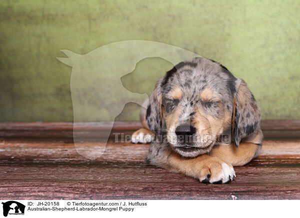 Australian-Shepherd-Labrador-Mix Welpe / Australian-Shepherd-Labrador-Mongrel Puppy / JH-20158