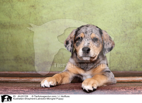 Australian-Shepherd-Labrador-Mongrel Puppy / JH-20159
