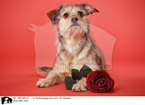 Hund mit Rose / dog with rose / RR-59310