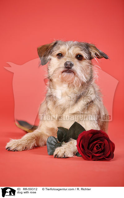 Hund mit Rose / dog with rose / RR-59312