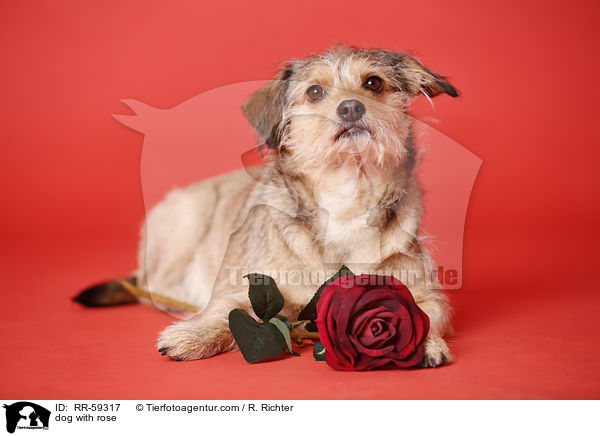 Hund mit Rose / dog with rose / RR-59317