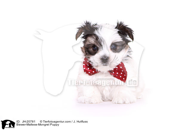 Biewer-Malteser-Mix Welpe / Biewer-Maltese-Mongrel Puppy / JH-20781