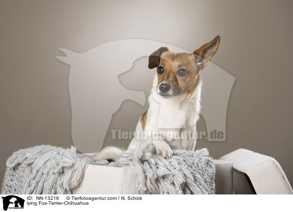 liegender Fox-Terrier-Chihuahua / lying Fox-Terrier-Chihuahua / NN-13216