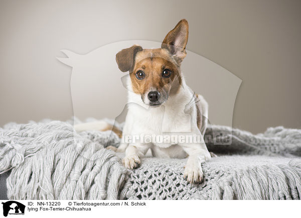 liegender Fox-Terrier-Chihuahua / lying Fox-Terrier-Chihuahua / NN-13220