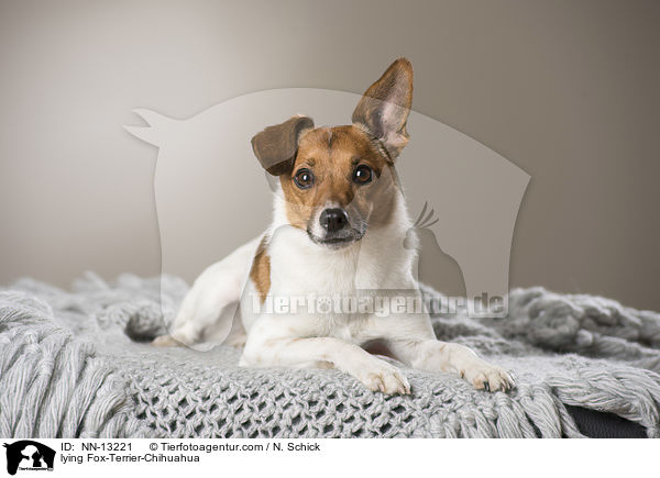 liegender Fox-Terrier-Chihuahua / lying Fox-Terrier-Chihuahua / NN-13221