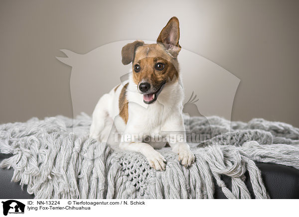 liegender Fox-Terrier-Chihuahua / lying Fox-Terrier-Chihuahua / NN-13224