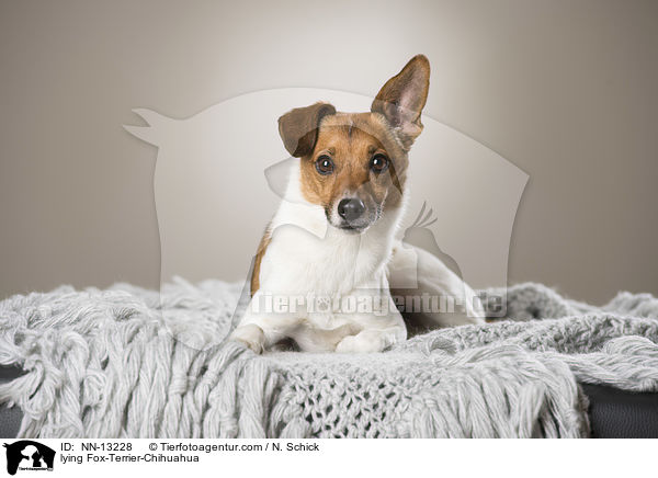 liegender Fox-Terrier-Chihuahua / lying Fox-Terrier-Chihuahua / NN-13228