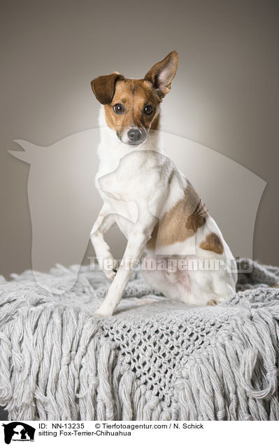 sitzender Fox-Terrier-Chihuahua / sitting Fox-Terrier-Chihuahua / NN-13235