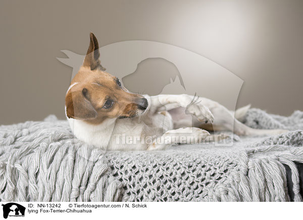 liegender Fox-Terrier-Chihuahua / lying Fox-Terrier-Chihuahua / NN-13242